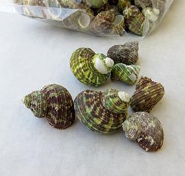SHELL TURBO INTER. 4-5CM.1KG VERDE