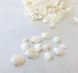 CONCHIGLIE ANADARA D1-2CM. 1KG BIANCO