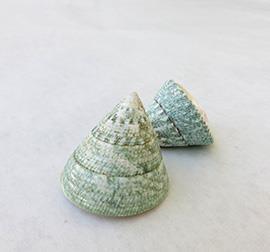 SHELL TROCHUS H5 D4CM.5PZ.VERDE