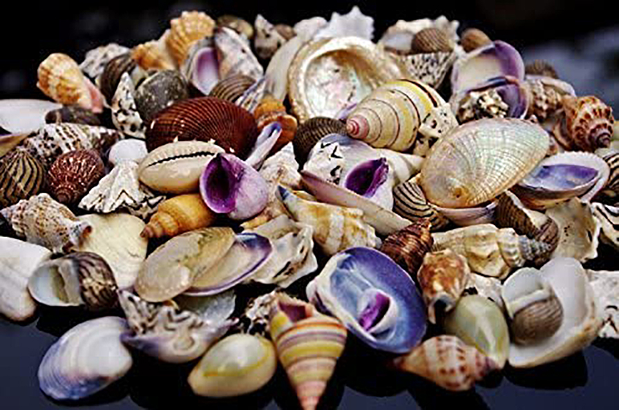 CONCHIGLIE MIX SMALL 2-3CM. 1KG NAT