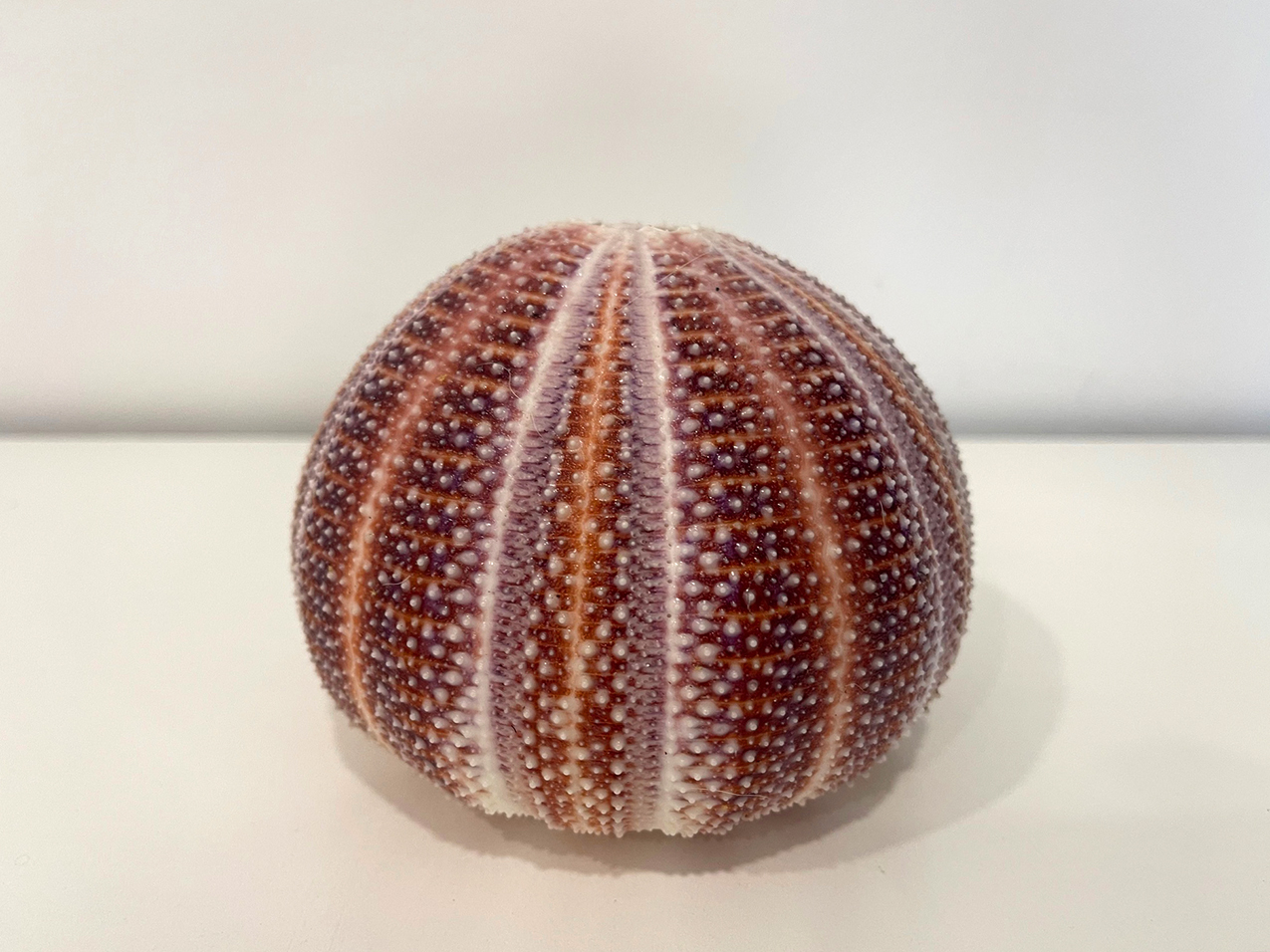 RICCI MARINO INGLESE D12CM.