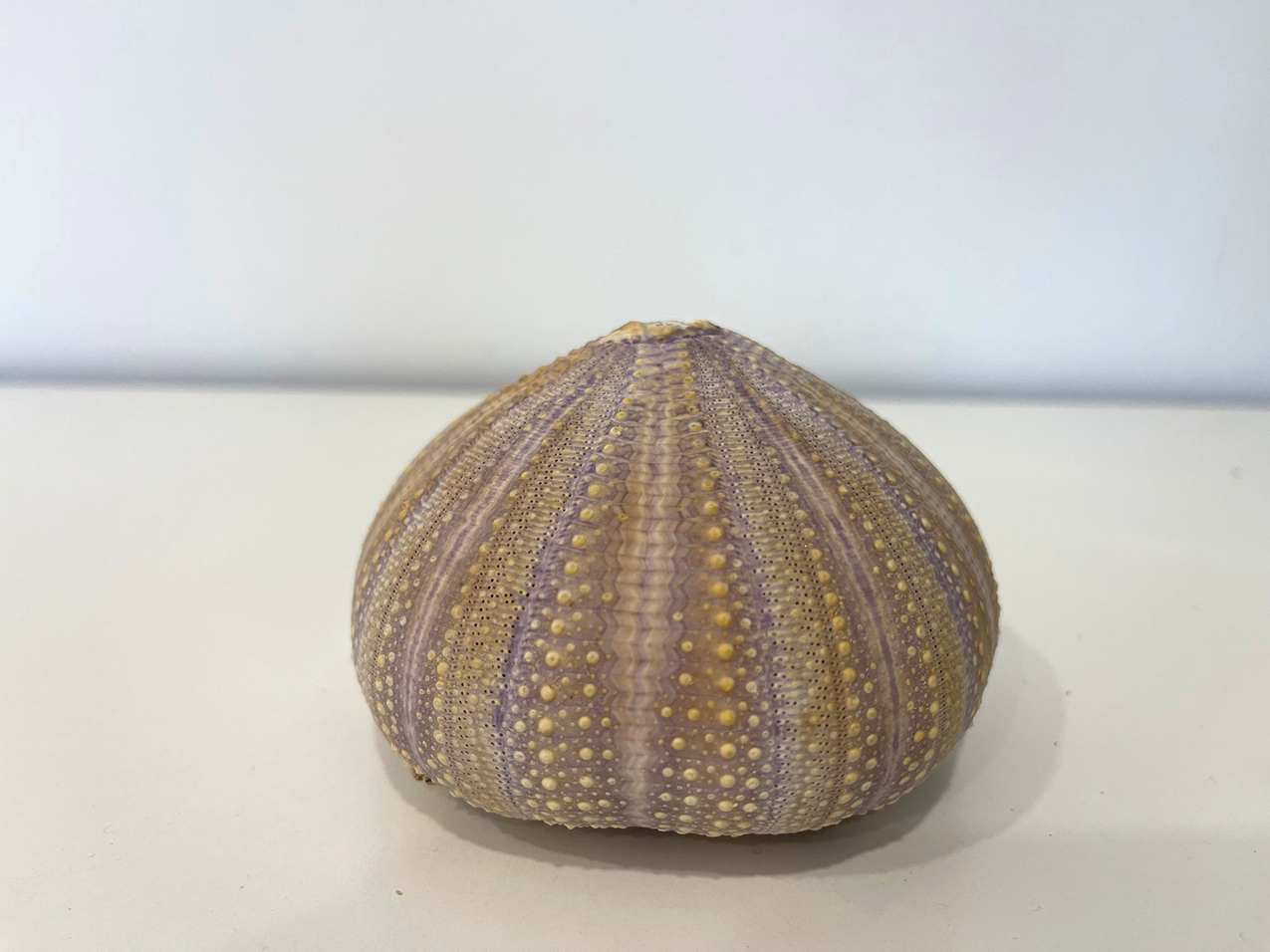 RICCIO MADAGASCAR 9-10CM.
